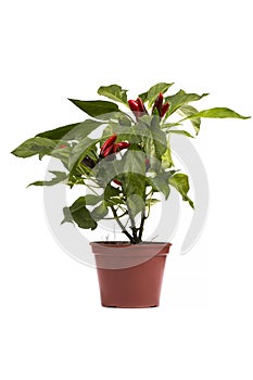 Shrub decorative pepper Kapsicum