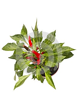 Shrub decorative pepper Kapsicum