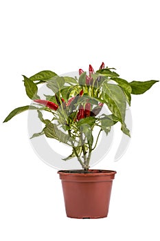 Shrub decorative pepper Kapsicum on a white background