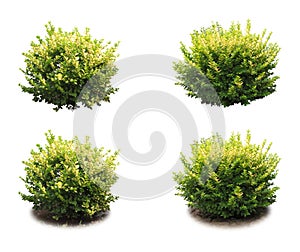 Shrub decorative.