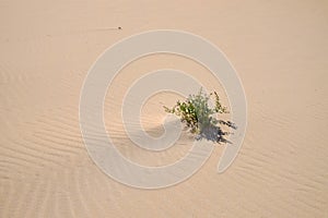 Shrub in a desert