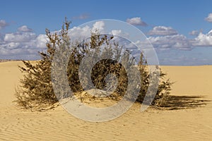 Shrub in the desert