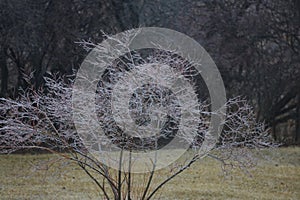 A shrub encased in ice after a spring storm in Trevor, Wisconsin