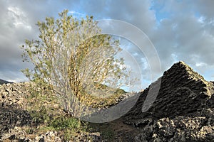 Shrub of Etna Broom on ancient lava cooled in Etna National Park photo