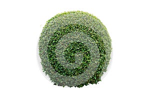 Shrub of Eukien tea sphere for garden decoration isolated on a white background. Green bush sphere.