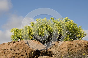Shrub of Euphorbia regis-jubae. photo