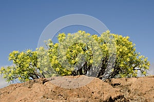 Shrub of Euphorbia regis-jubae. photo
