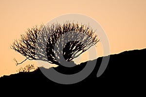 Shrub Euphorbia regis-jubae at sunset in The Nublo Rural Park. photo