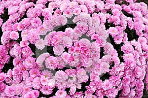 Shrub of garden mums with pink flowers