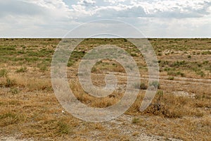 Shrub and grass in the steppe, Kazakhstan