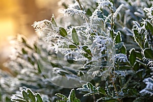 Shrub with green leaves covered with frost on a sunny cold day