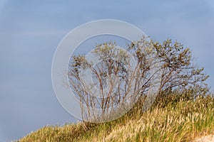 Shrub growing among the autumn grass on a sand dune