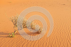 A shrub growing on a hot dry desert landscape. Plant survival and adaptation.