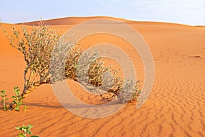 A shrub growing on a hot dry desert landscape. Plant survival and adaptation.