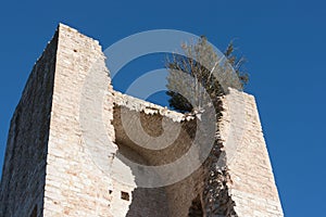 Shrub growing on a medieval tower in Assisi, Umbria, Italy