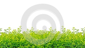 Shrub isolated on a white background, yellow-green shrub, background concept