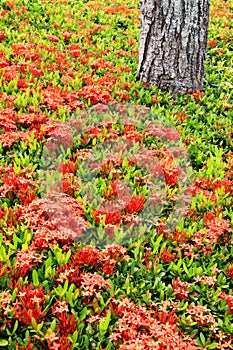 Shrub - Ixora 'Sunkist' photo