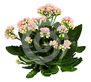 Shrub of kalanchoe flower