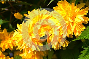 Shrub Kerria Japonica Pleniflora under direct spring sunlight.