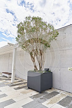 Shrub in a large pot for landscaping an urban area