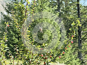 A shrub with a large spider spitting cobwebs on its branches