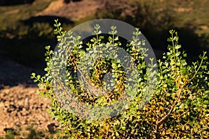 Shrub of Larrea Divaricata, locally known as Jarilla, in Uspallata Valley, province of Mendoza, Argentina