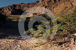 Shrub of Larrea Divaricata, locally known as Jarilla, in Uspallata Valley, province of Mendoza, Argentina