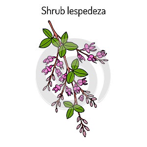 Shrub lespedeza Lespedeza thunbergii , medicinal plant