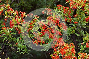 Shrub with lots of red berries