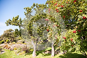 Shrub with lots of red berries on branches