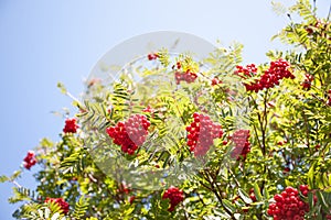 Shrub with lots of red berries on branches