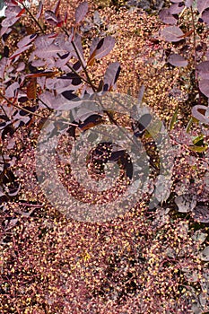 Shrub of Magnoliaphyta, Smoke Tree bush - Leaves and feathery flowers