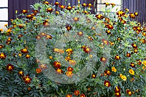 Shrub marigolds are finely colored lat. Tagetes patula orange and dark red flowers near fence.