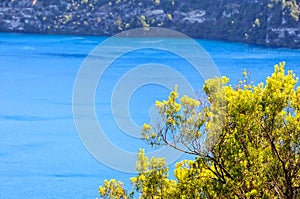 Shrub - Mount Gambier