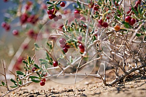 Shrub Nitraria sibirica with red berries fruits in mongolian arid desert in Western Mongolia