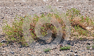 Shrub Nitraria sibirica with red berries fruits in mongolian arid desert in Western Mongolia