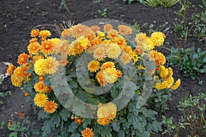 Shrub of orange Chrysanthemums in bloom in November