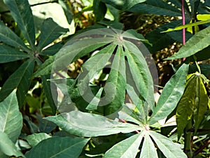 Shrub with palmate leaves