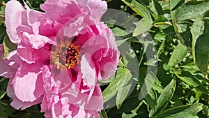 Shrub of peonies blooming with beautiful large pink flowers