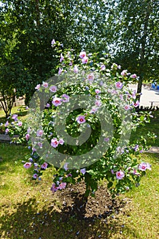 Shrub of pink Hibiscus syriacus in bloom in August