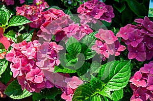 Shrub pink hydrangea large-leaved