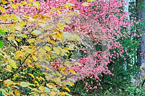 A shrub with pink leaves in fall, warty Euonymus