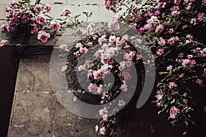 Shrub of pink roses on the wall concept photo. Rose flower buds.