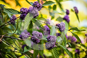 Shrub with purple berries callicarpa japonica