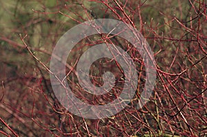 Shrub with red branches and green buds