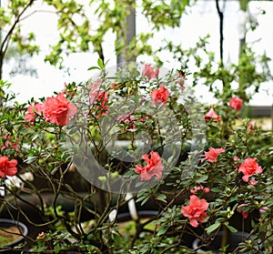 shrub with red flowers in a greenhouse in the Botanical Garden of Moscow University `Pharmacy Garden` or `Aptekarskyi ogorod`