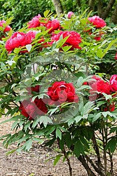 Shrub red peonies detail