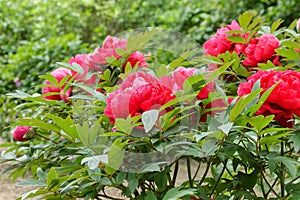 Shrub red peonies detail