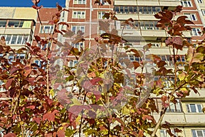 Shrub with red and yellow leaves in autumn against the background of a residential multi-storey building. Branches with