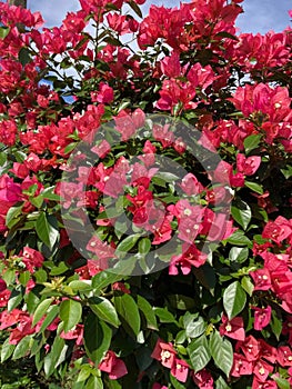 Shrub with reddish pink flowers of Bougainvillea glabra, at the height of its flowering.